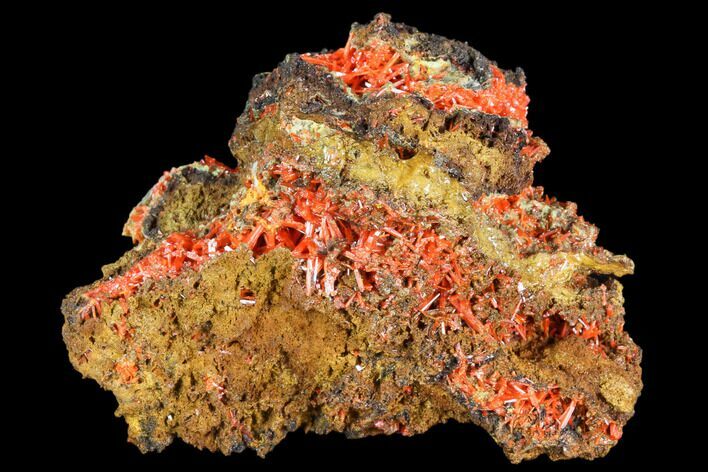 Bright Orange Crocoite Crystal Cluster - Tasmania #103801